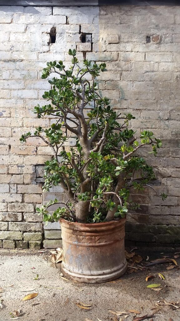 Grubosz jajowaty jak dbać