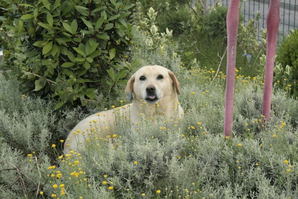 czy monstera jest trująca dla psa