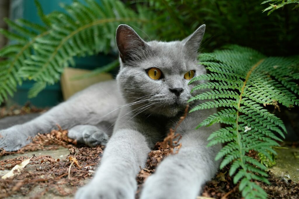 Rośliny niebezpieczne dla kota zdjęcia